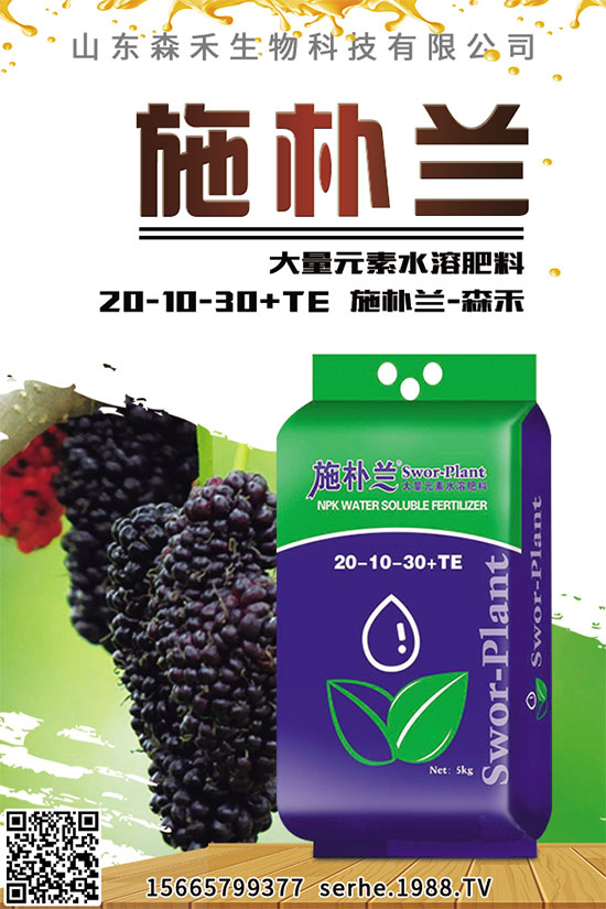 小白菜該怎么播種？秋茬小白菜高產(chǎn)栽培技術
