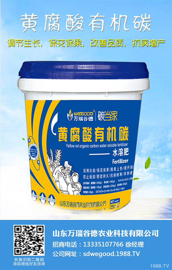 小白菜什么時(shí)候種植？小白菜高產(chǎn)種植技術(shù)