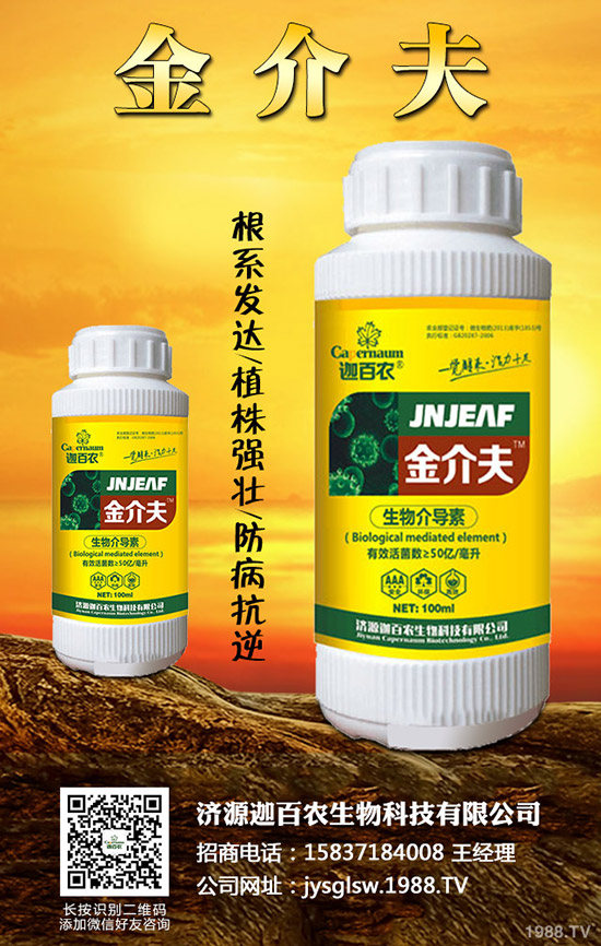 生姜得了莖基腐病怎么辦？生姜莖基腐病的診斷與防治！