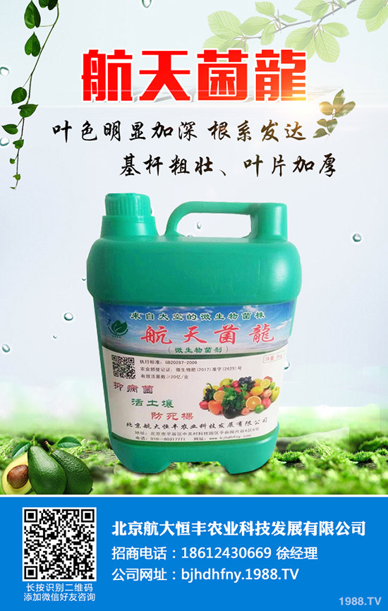 佛手瓜的種植方法有哪些？佛手瓜如何種植易高產(chǎn)？