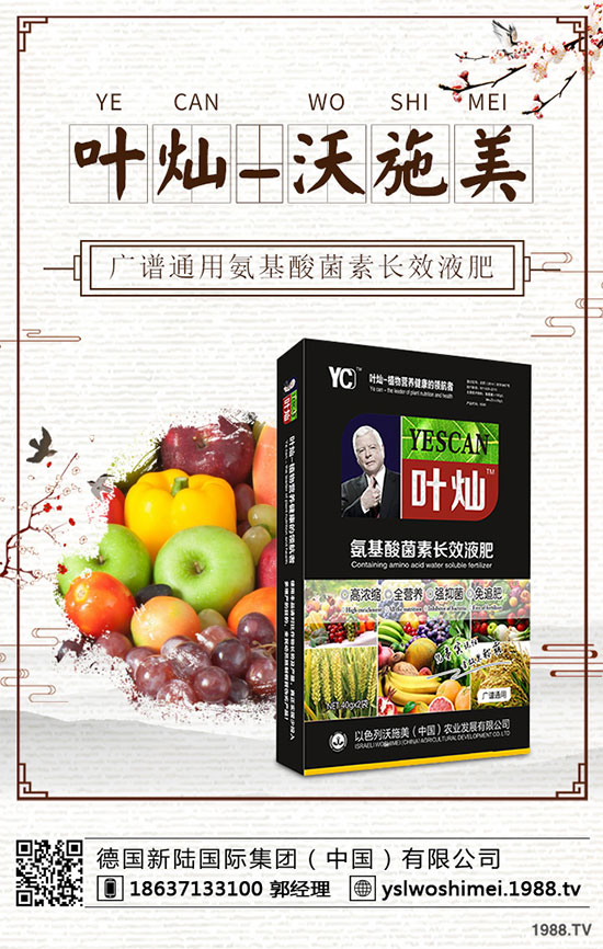 生菜栽培季節(jié)是什么時(shí)候？生菜高產(chǎn)技術(shù)有哪些？