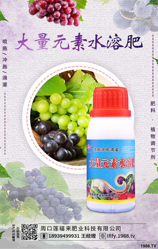 溫室大棚茄子該如何栽培？冬季大棚高產(chǎn)栽培技術(shù)