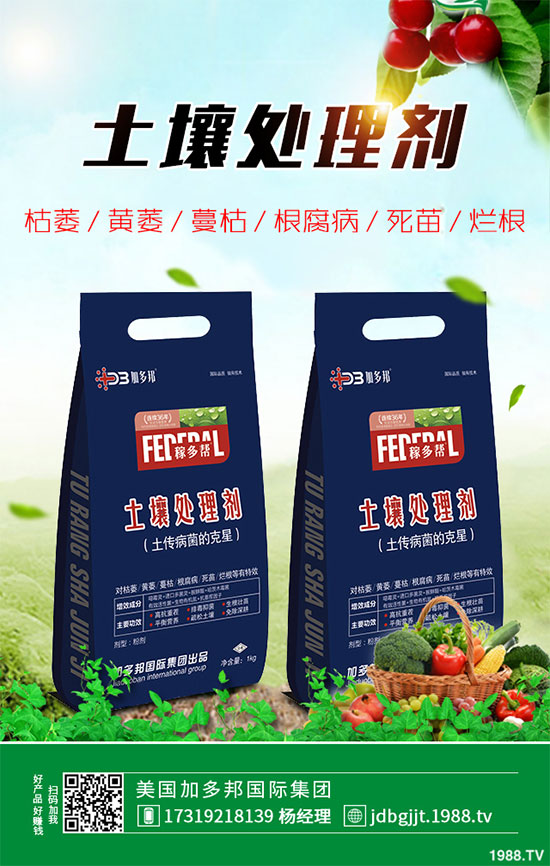 貢菊花該如何栽培？貢菊花高產(chǎn)栽培技術(shù)