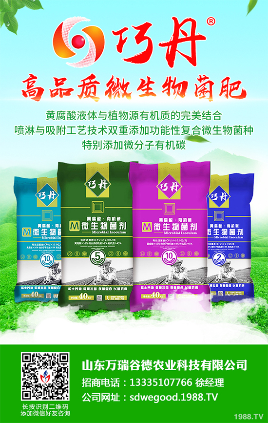 貢菊有哪些神奇功效？貢菊花的功效作用與禁忌