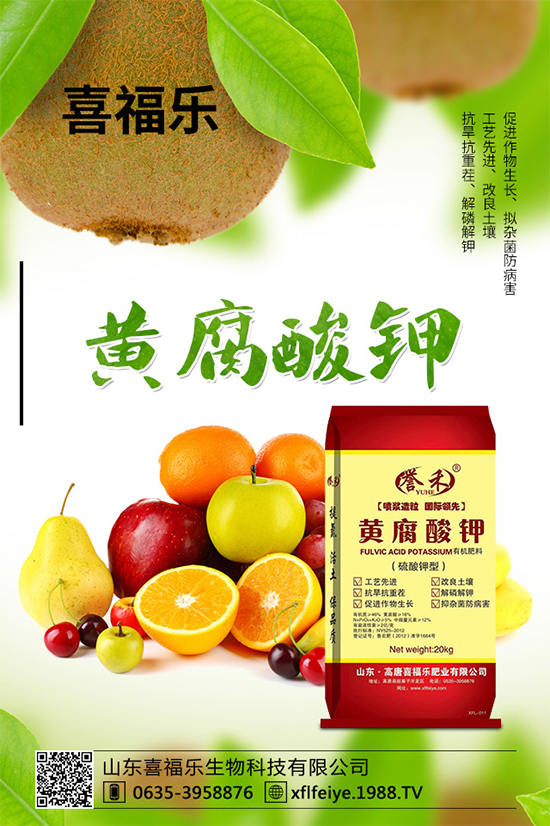 貢菊有哪些神奇功效？貢菊花的功效作用與禁忌