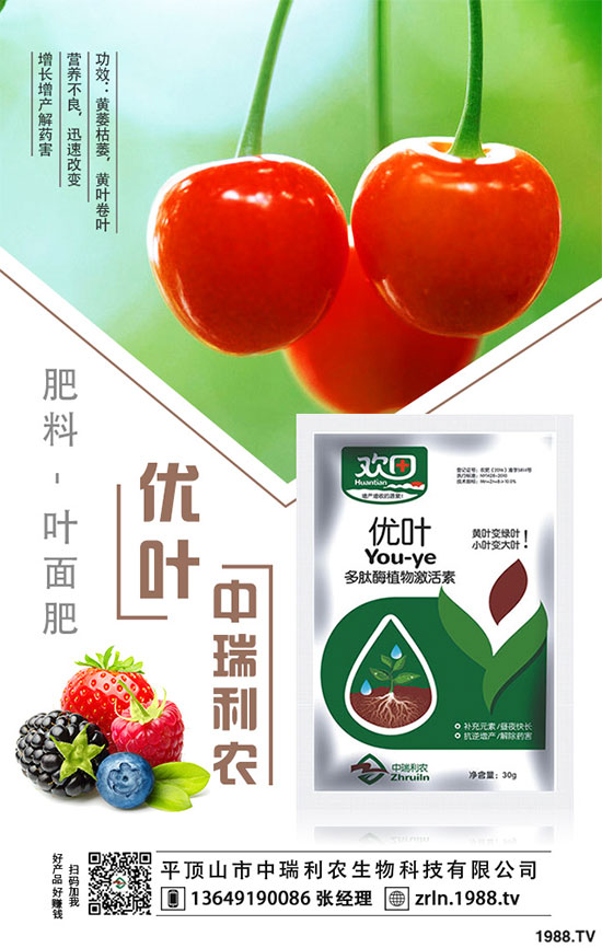 茶樹菇的栽培技術(shù)，茶樹菇的種植注意事項(xiàng)！