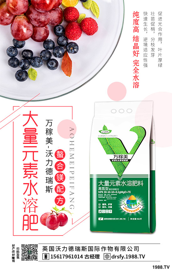 冬季該如何栽培馬鈴薯？七步輕松獲得高產(chǎn)