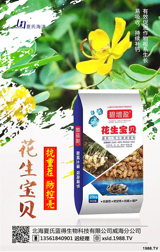 板藍(lán)根種前景如何？板藍(lán)根高產(chǎn)種植要點(diǎn)！