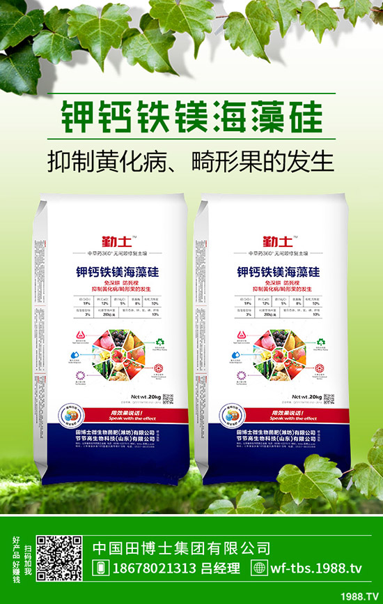 秋冬大棚黃瓜如何種植？秋冬黃瓜的種植方法及管理方法！