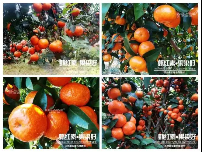 天然果實著色增甜劑——蝦紅素●果染好！