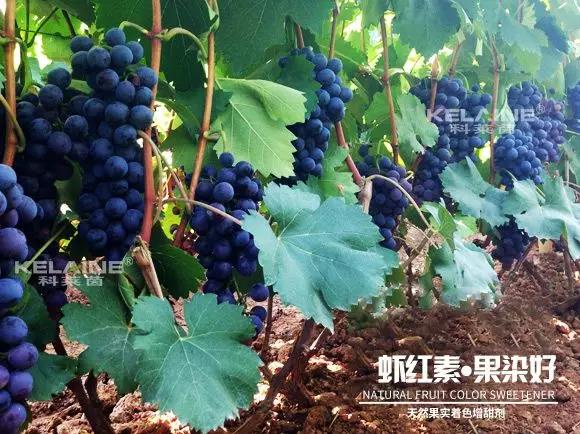 天然果實著色增甜劑——蝦紅素●果染好！