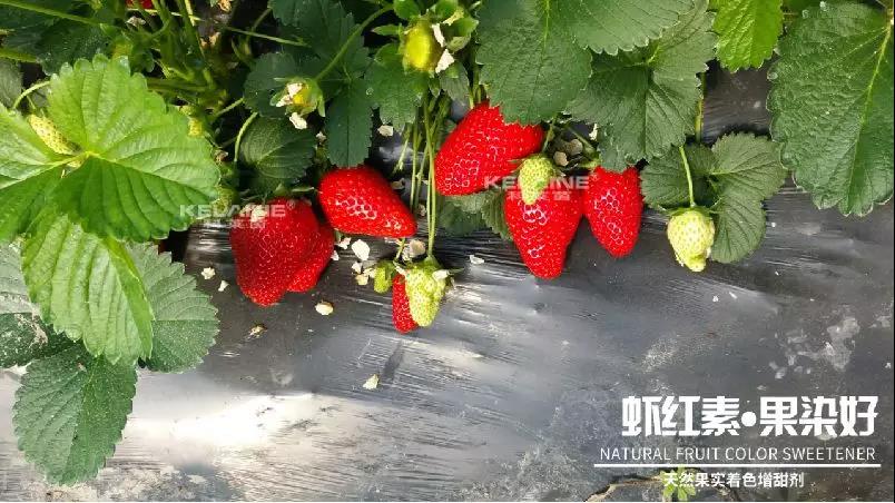 天然果實著色增甜劑——蝦紅素●果染好！