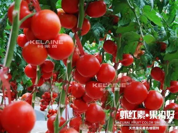 天然果實著色增甜劑——蝦紅素●果染好！