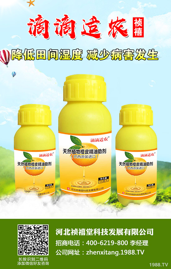 秋季草莓如何管理才能高產(chǎn)？秋季草莓定植管理技術(shù)！