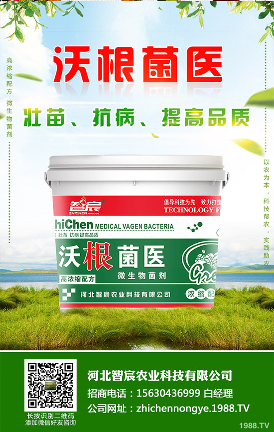 吃救心菜有哪些好處？救心菜的功效和作用！