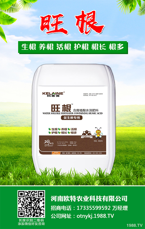 大蔥干尖是咋回事？怎樣解決？大蔥干尖的原因及防治