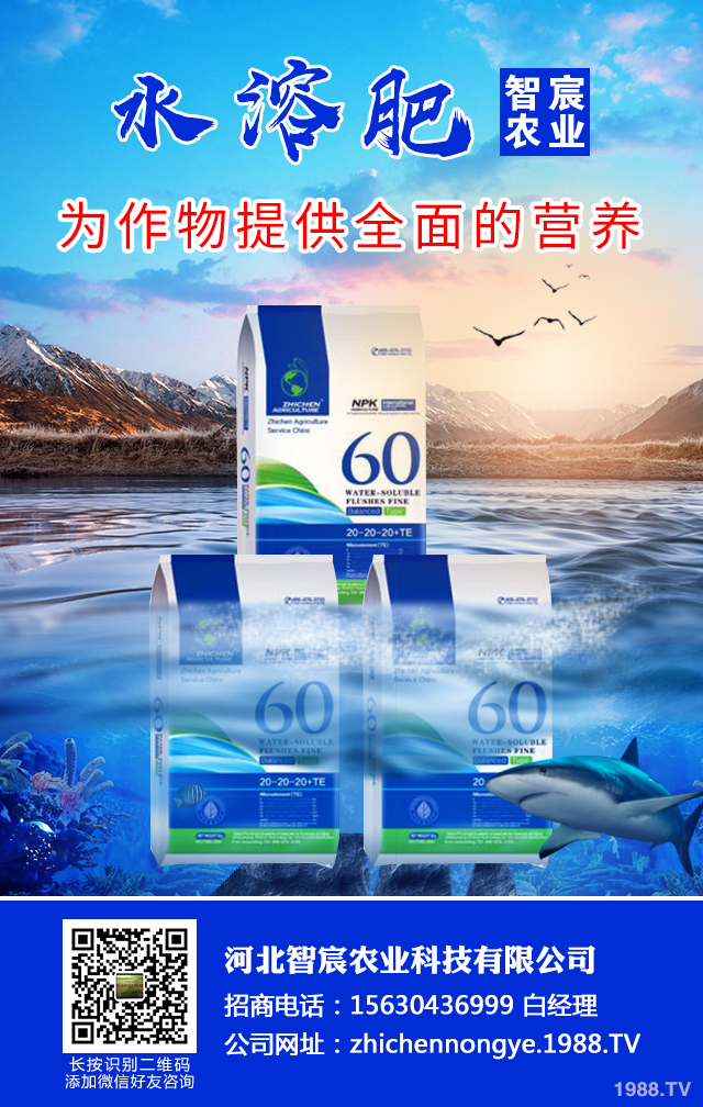 冬季辣椒秧苗如何防凍？辣椒苗冬季防凍技術(shù)