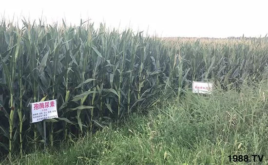 速看！小麥畝產(chǎn)1471斤，雙酶尿素全新升級(jí)，“高產(chǎn)王”當(dāng)之無愧！