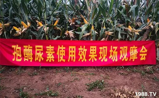 速看！小麥畝產(chǎn)1471斤，雙酶尿素全新升級(jí)，“高產(chǎn)王”當(dāng)之無愧！