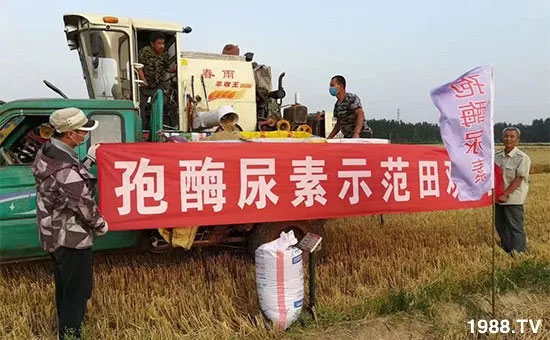 速看！小麥畝產(chǎn)1471斤，雙酶尿素全新升級(jí)，“高產(chǎn)王”當(dāng)之無愧！