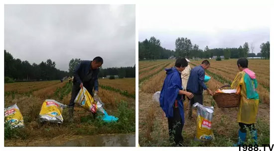 速看！小麥畝產(chǎn)1471斤，雙酶尿素全新升級(jí)，“高產(chǎn)王”當(dāng)之無愧！