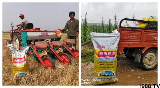 速看！小麥畝產(chǎn)1471斤，雙酶尿素全新升級(jí)，“高產(chǎn)王”當(dāng)之無愧！