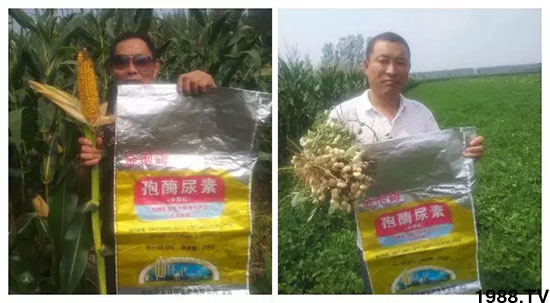 速看！小麥畝產(chǎn)1471斤，雙酶尿素全新升級(jí)，“高產(chǎn)王”當(dāng)之無愧！