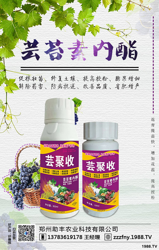 獼猴桃如何摘心，獼猴桃摘心有什么好處？