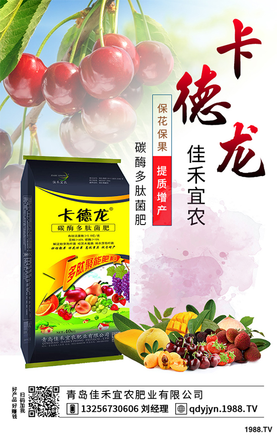 白菜不包心的原因？白菜結(jié)球包心期的管理要點
