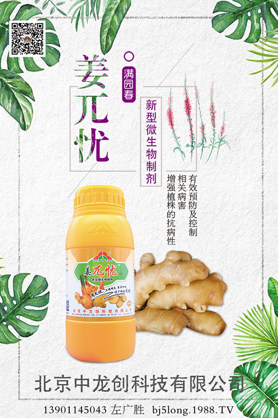 生姜施肥的方法有哪些，如何施肥才能高產(chǎn)？生姜施肥技巧！