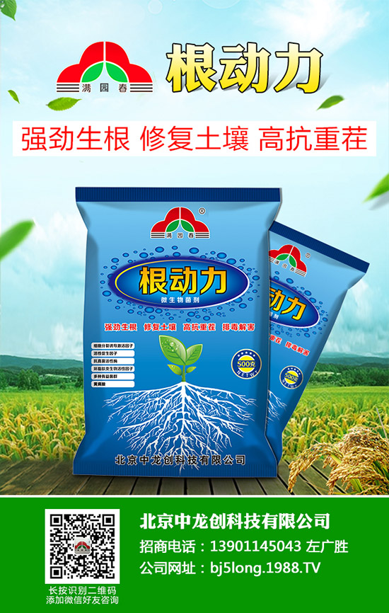 柑橘青苔病發(fā)病原因有哪些，柑橘青苔病防治措施！