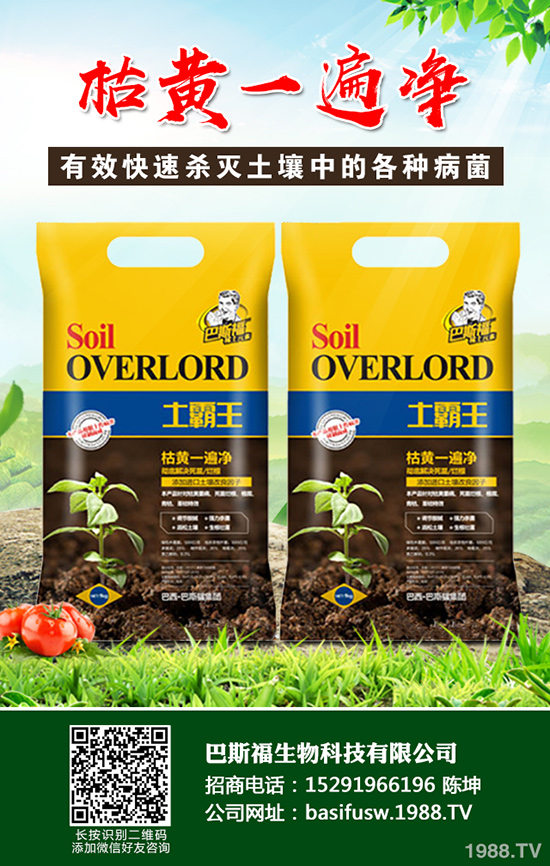 蒜黃該如何種植，蒜黃的高效栽培技術(shù)有哪些？