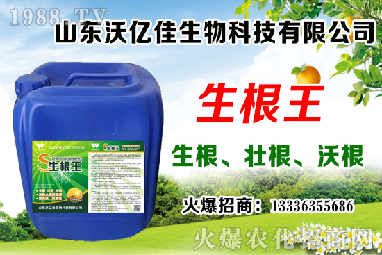 影響草莓花芽分化因素有哪些？草莓花芽分化期與定植管理要點(diǎn)！