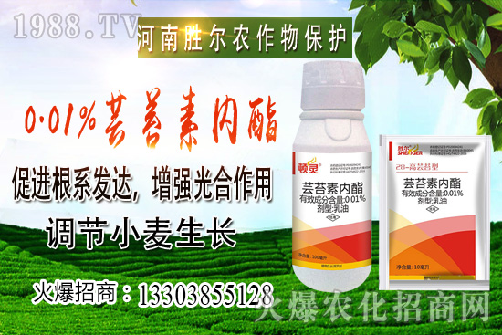 小麥價格上漲節(jié)奏逐漸興起，后市可期！10月22日小麥價格行情