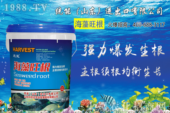 小麥價(jià)格大范圍上漲！預(yù)計(jì)小麥價(jià)格將突破1.25元/斤