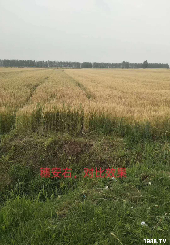 小麥赤霉病危害特點，防治小麥赤霉病用什么藥？