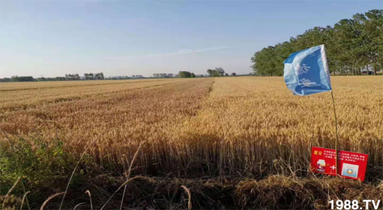 小麥赤霉病危害特點，防治小麥赤霉病用什么藥？