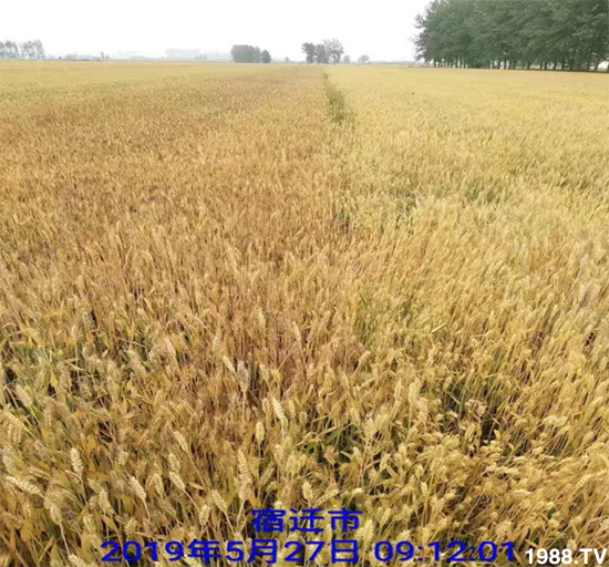 小麥赤霉病危害特點，防治小麥赤霉病用什么藥？