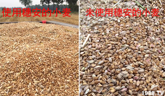 小麥赤霉病危害特點，防治小麥赤霉病用什么藥？