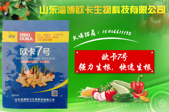 大姜爛脖子病是什么??？大姜爛脖子病用什么藥好防治