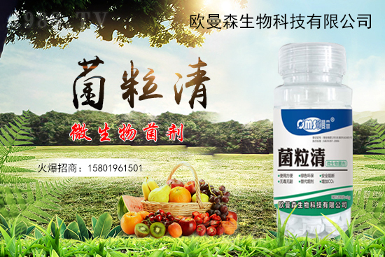 低溫辣椒“灰霉病”易發(fā)生，如何識別與防治辣椒灰霉病