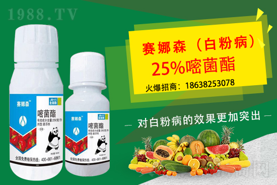 草莓白粉病來襲，損葉毀果，草莓白粉病要如何防控？