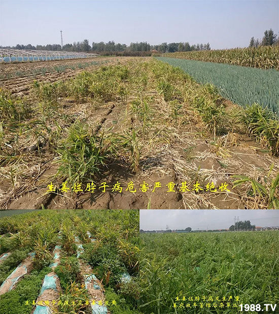     發(fā)明專利產(chǎn)品——姜兀憂，三段式防控爛脖子??！用戶紛紛反饋效果，火了！