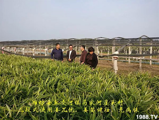     發(fā)明專利產(chǎn)品——姜兀憂，三段式防控爛脖子??！用戶紛紛反饋效果，火了！