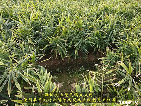     發(fā)明專利產(chǎn)品——姜兀憂，三段式防控爛脖子?。∮脩艏娂姺答佇Ч?，火了！