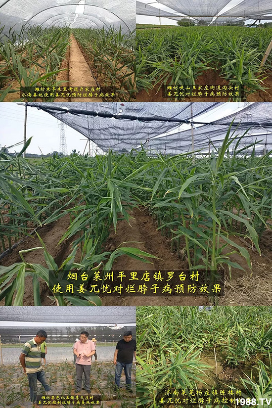     發(fā)明專利產(chǎn)品——姜兀憂，三段式防控爛脖子?。∮脩艏娂姺答佇Ч?，火了！