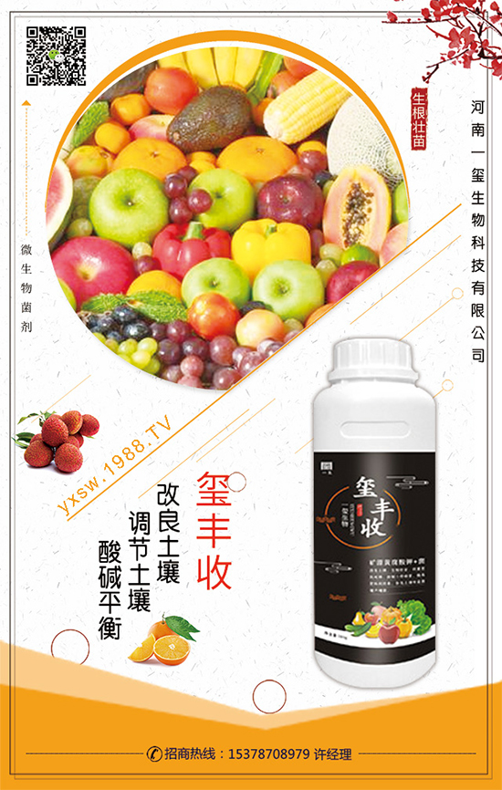 空心菜什么時間栽培？空心菜的栽培要點！