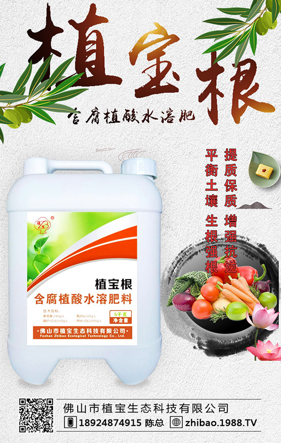 早春大棚西葫蘆什么時(shí)間種？西葫蘆定植后管理要點(diǎn)！