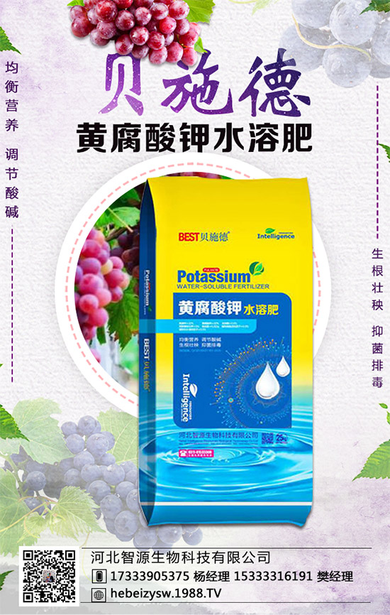 芹菜的營養(yǎng)價值有哪些？常吃芹菜有什么好處？