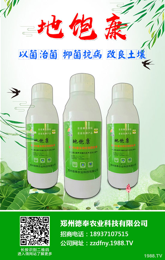 南瓜黑星病有哪些癥狀？南瓜黑星病防治方法